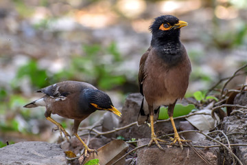 Common myna, Indian myna, is a member of the family Sturnidae (starlings and mynas) native to Asia.