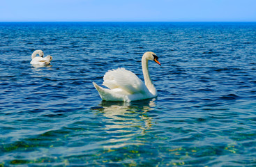 Fototapeta premium White Swan on the Black sea.