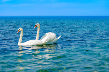 Fototapeta premium White Swan on the Black sea.