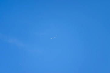 Whooper swans flying in the sky/