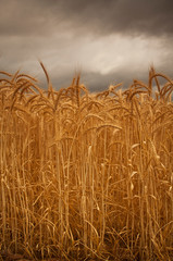 Wheat close up