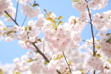 Naklejka premium 青空に咲く満開の八重桜