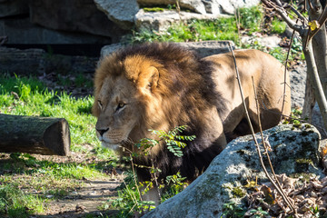 The lion, Panthera leo is one of the four big cats in the genus Panthera