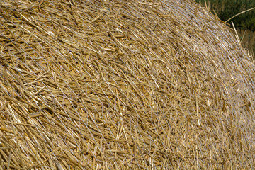 Hay roll closeup, coiled up with rope. Hay texture, background image. Space for text. Copy space.