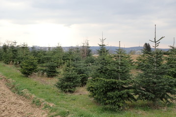 Weihnachtsbaumplantage in Esslingen (Baden-W&uuml;rttemberg)