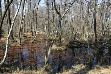 scene on bog in forest