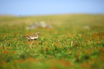 golden plover / bird in the field, northern nature, wildlife landscape