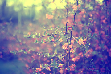 tender spring flowers background / beautiful picture of flowering branches