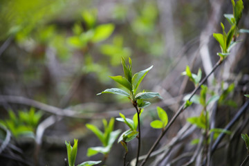 Fresh young spring leaves in forest thicket. Forest vegetation awakening in spring  background.
