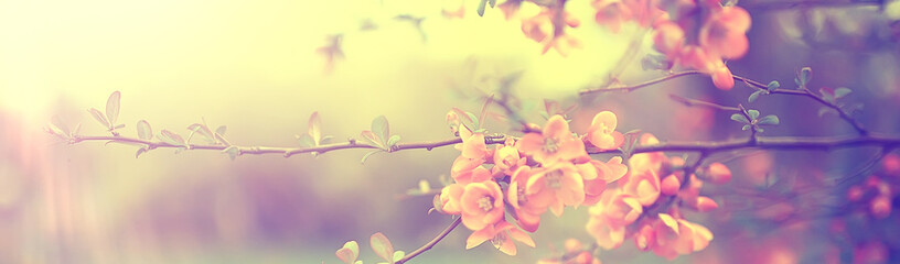 Fototapeta na wymiar magnolia blossom spring garden / beautiful flowers, spring background pink flowers