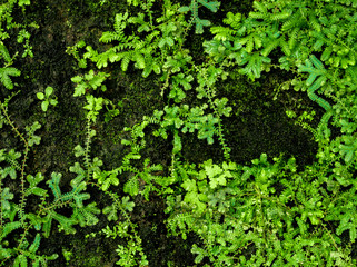 Freshness small fern leaves with moss and algae in the tropical garden