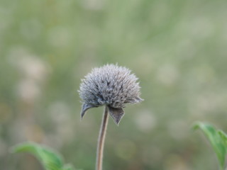 dandelion on green background