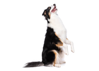 Portrait of cute young Australian Shepherd dog sitting on floor, isolated on white background. Beautiful adult Aussie, sitting on two legs and looking upward.