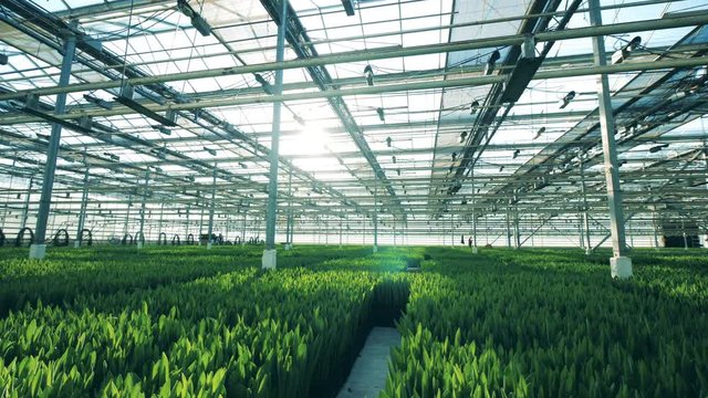 Many tulip flowers cultivated in a greenhouse, grow in rows.