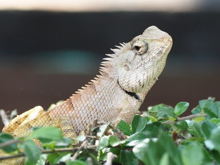 green iguana on a branch