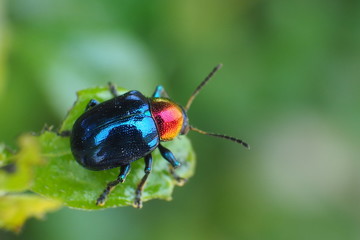 red beetle on leaf