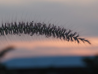 sunset over wheat field