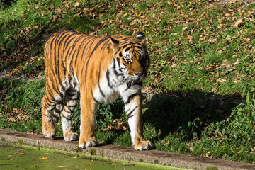 Fototapeta na wymiar The Siberian tiger,Panthera tigris altaica in the zoo