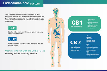 human endocannabinoid system is infographic backgrounds.