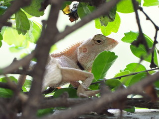 chameleon on tree
