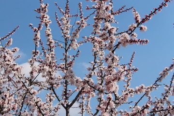 spring