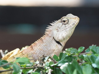 lizard on tree