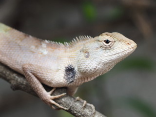 lizard on tree