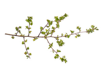 Single tree branch with young green spring leaves, isolated on white background. Stick tree branch...