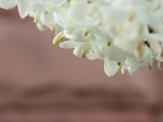 white flowers of a tree