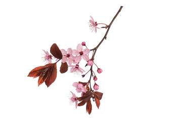 Blossoming branch with pink Cherry blossom flowers. Single spring tree branch with flowers and buds, isolated on white background. Stick tree branch from nature for design.