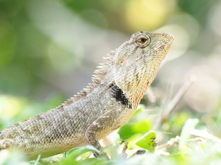 lizard on tree