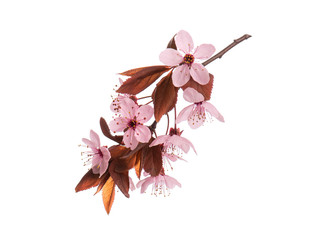 Blossoming branch with pink Cherry blossom flowers. Single spring tree branch with flowers and buds, isolated on white background. Stick tree branch from nature for design.