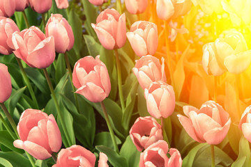 Obraz premium Pink Tulips in nature in the sunlight