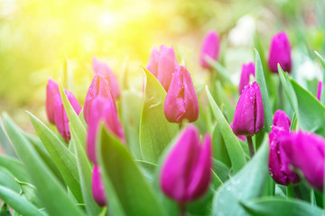 Fototapeta premium Purple Tulips in nature in the sunlight