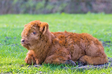 Bown newborn scottish highlander calf lying in meadow