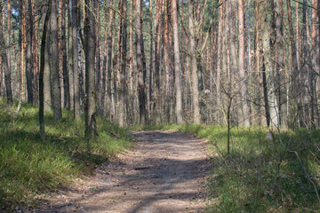 Fototapeta premium country road in pine forest