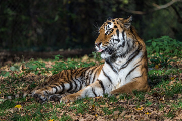 The Siberian tiger,Panthera tigris altaica in the zoo