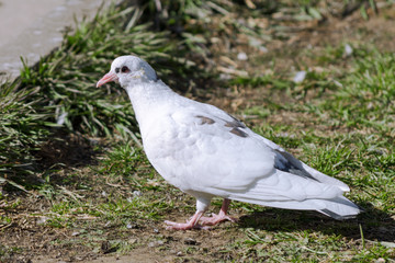 a white dove bird sits on green grass