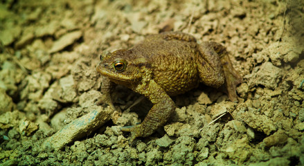 frog animal looking at camera