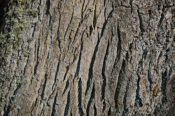 Old wood tree texture background pattern