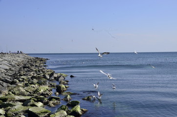 seagulls on the sea