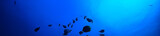 under water ocean / landscape underwater world, scene blue idyll nature