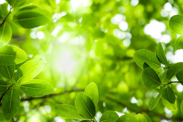 Fototapeta na wymiar Beautiful branch and leaf with yellow sunlight on greenery blurred background in morning time.Freshness concept use for decorative wallpaper and template of website magazine. -Image.