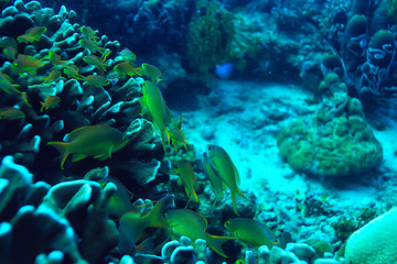 underwater world / blue sea wilderness, world ocean, amazing underwater