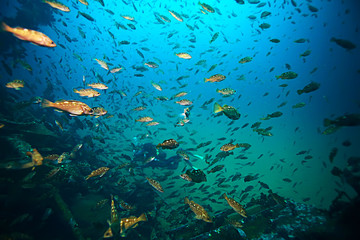 Obraz na płótnie Canvas shipwreck, diving on a sunken ship, underwater landscape