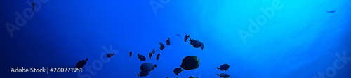 under water ocean / landscape underwater world, scene blue idyll nature