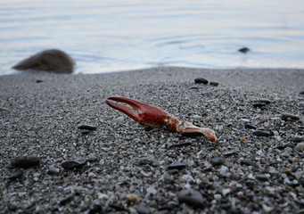 close-up of crab claws on the pebbles beach