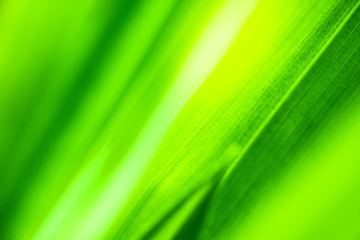 Close up beautiful view of nature green leaves on blurred greenery tree background with sunlight in public garden park.