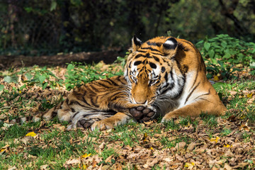 The Siberian tiger,Panthera tigris altaica in the zoo