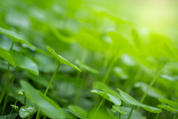 Beautiful  leaf with yellow sunlight on greenery blurred background in morning time.
